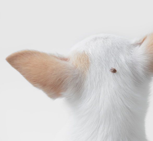 Cat with a tick on the back of its head