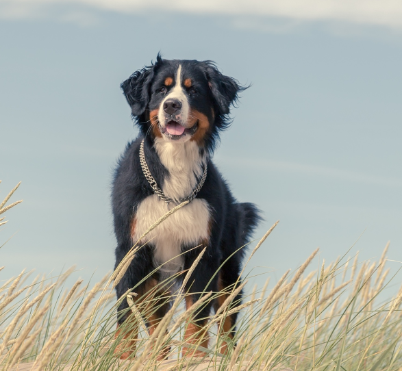 Dog standing in the grass field