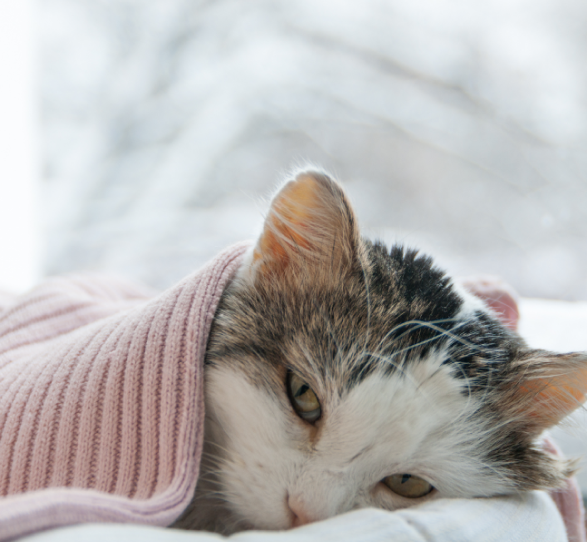 Cat laying underneath a pink blanket