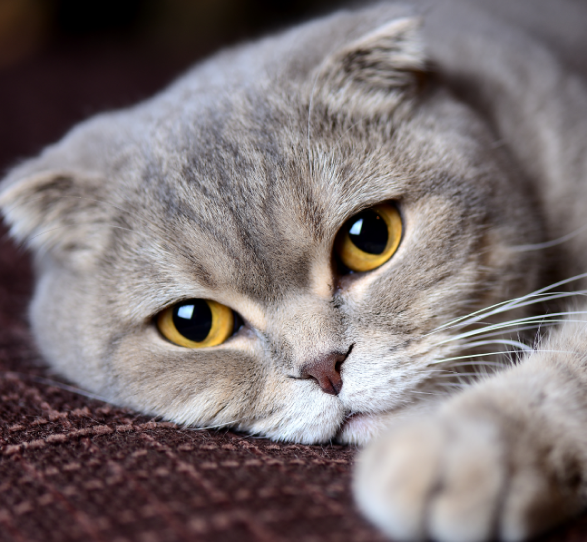 close up of cats face