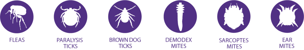 type of mites and fleas